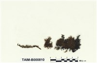 藏品(圓葉擬草苔)的圖片